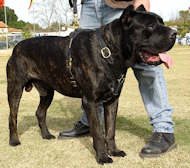 cane corso harness