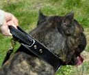 Leather dog collar for cane corso training