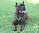 Cane Corso Harness,leather dog harnesses,nylon dogs harness,large dog harnesses,spiked dog harnesses