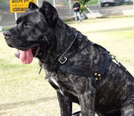 cane corso harness
