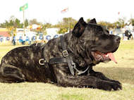 Tracking/Pulling/Agitation Leather Dog Harness For Cane Corso Tracking/Pulling/Agitation Leather Dog Harness For Cane Corso