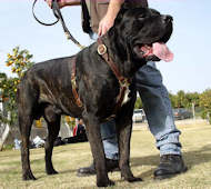 cane corso dog harness