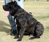 nylon harness for cane corso