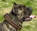 Cane Corse dog Dog Collar,leather dog collar,nylon dgo collar, training dog collar