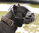 Cane Corso dog muzzle