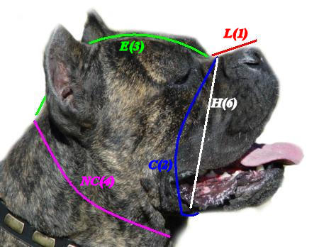 cane corso ears