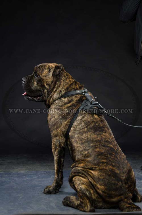 Multipurpose Cane Corso Dog Leather Harness For Many Activities
