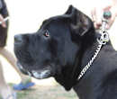 hs dog collar