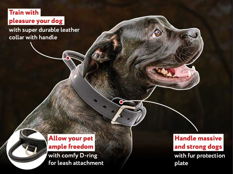 Cane corso best sale neck size