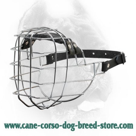 Cane Corso - Muzzle, Forehead, Eyes, Proportion, Movement & Size