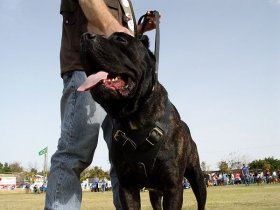 CANE CORSO The Best for Your Favorite Pet 2024 | [Buy Now]