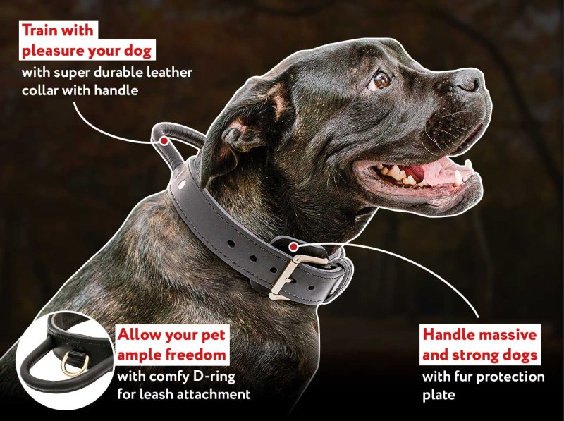 Matching Collar And Leash Set For Larger Dogs - Spiked Designer
