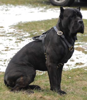 KANDOG luxury 3 tiered adjustable leather harness for small dog to lar –  kandog
