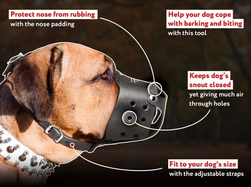 Safe dog outlet muzzle