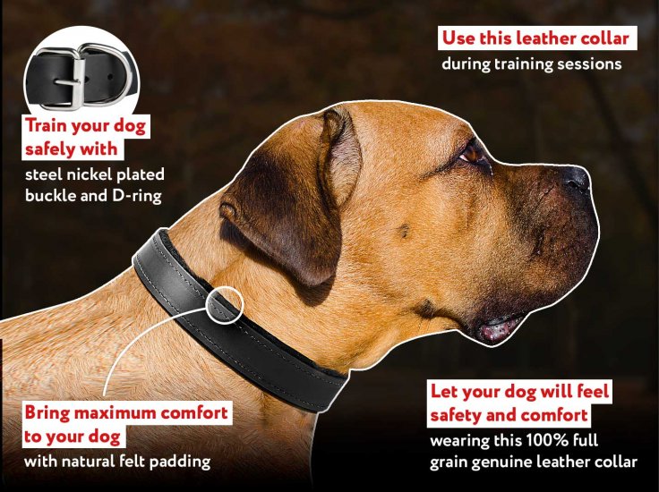 are leather dog collars safe