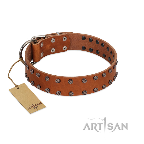 Stylish walking full grain genuine leather dog collar with stunning adornments