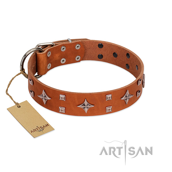 Stunning leather collar for your dog daily walking