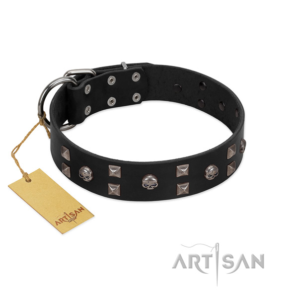 Basic training dog collar of genuine leather with unique studs