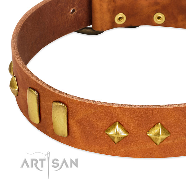 Walking full grain leather dog collar with remarkable studs