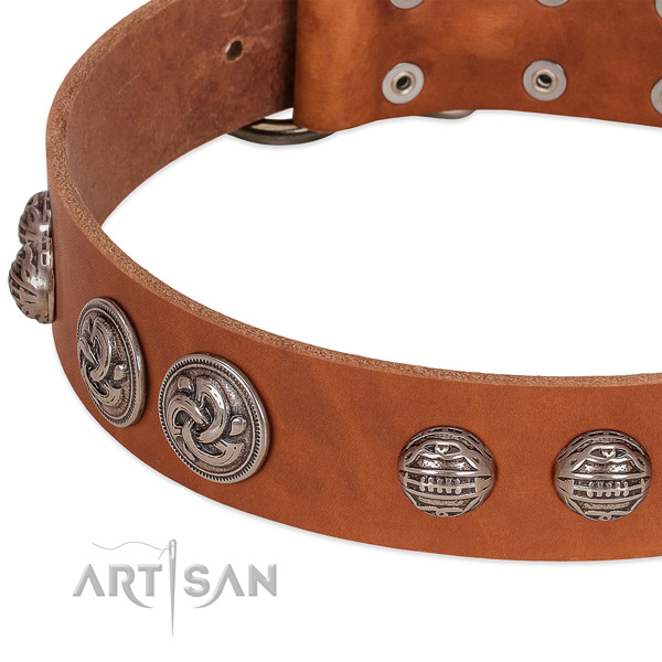 Rust-proof buckle on natural genuine leather collar for walking your dog