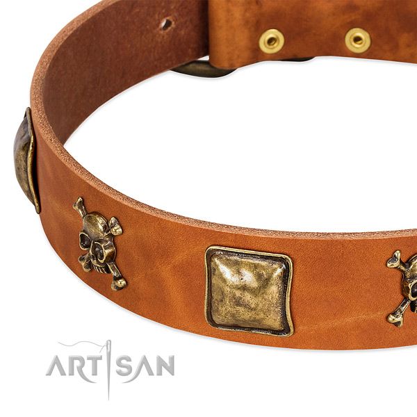 Trendy studs on leather collar for your four-legged friend