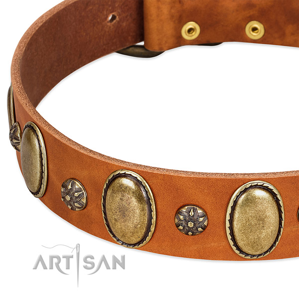 Everyday use top rate leather dog collar