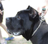 cane corso chain