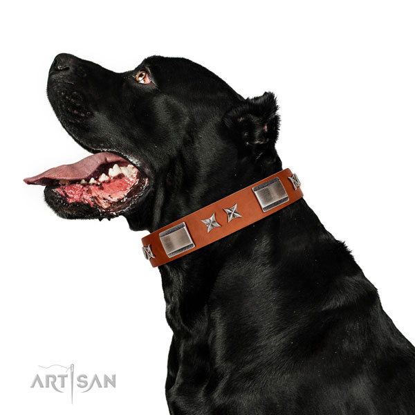 Stylish walking top notch full grain natural leather dog collar with decorations