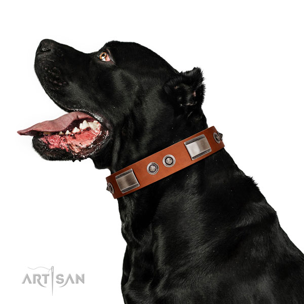 Designer full grain natural leather collar with decorations for your canine