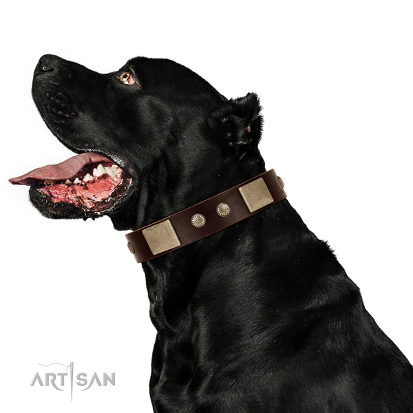 Reliable hardware on full grain natural leather dog collar for everyday walking