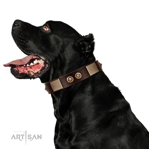 Corrosion resistant fittings on leather dog collar for basic training