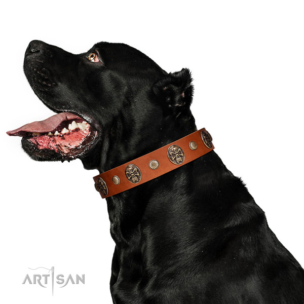 Full grain leather dog collar with exceptional decorations