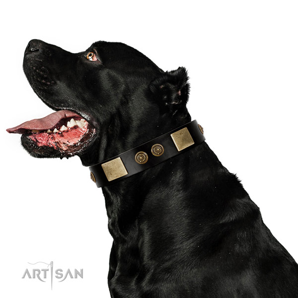 Reliable fittings on natural leather dog collar for stylish walking
