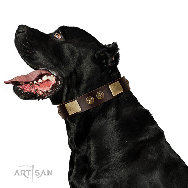 Basic training dog collar of natural leather with top notch embellishments
