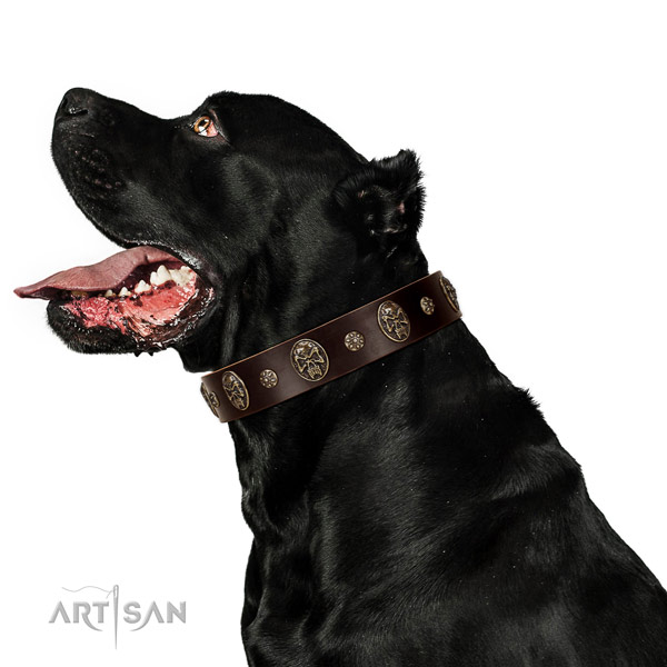 Fancy walking dog collar of leather with unusual embellishments