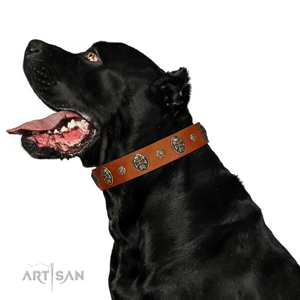 Handy use dog collar of natural leather with inimitable decorations