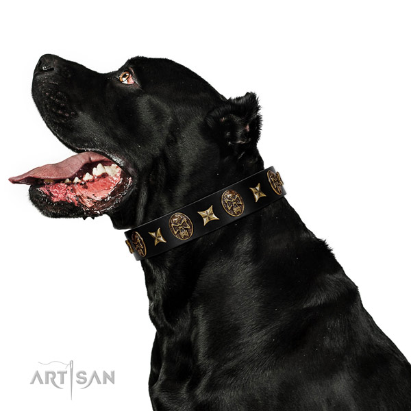Daily use dog collar of leather with stunning embellishments