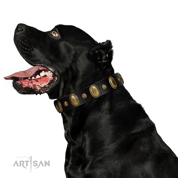 Full grain leather dog collar of quality material with unique decorations