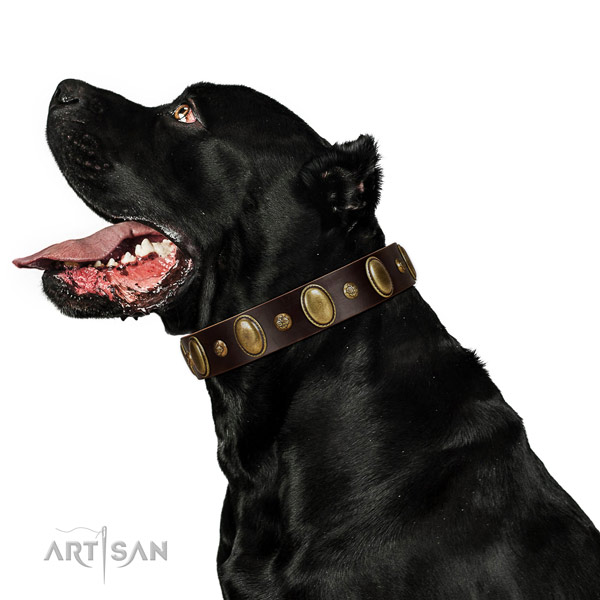 Full grain leather dog collar of top notch material with incredible decorations