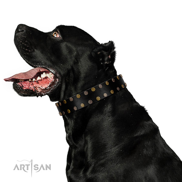 Inimitable full grain leather dog collar with rust-proof decorations