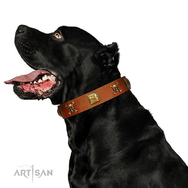 Amazing full grain leather dog collar with rust-proof decorations