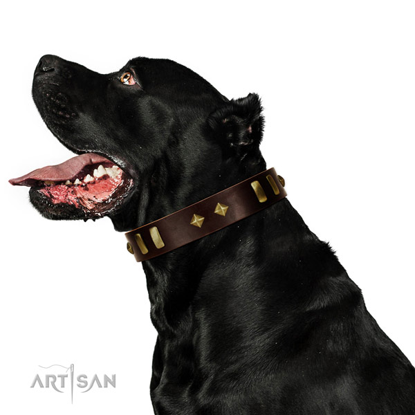 Full grain leather dog collar with inimitable studs for comfortable wearing