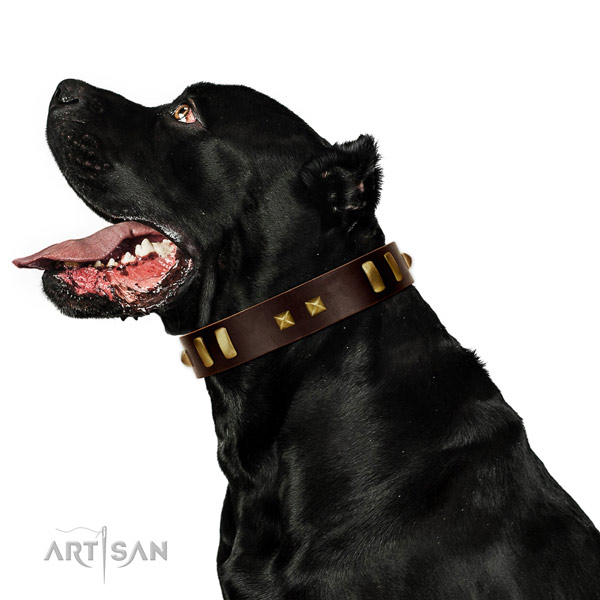 Unique adorned full grain natural leather dog collar of quality material