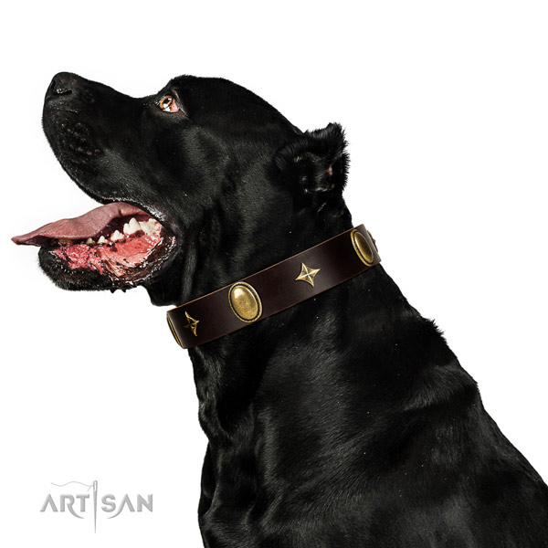 Gentle to touch full grain leather dog collar with rust resistant fittings