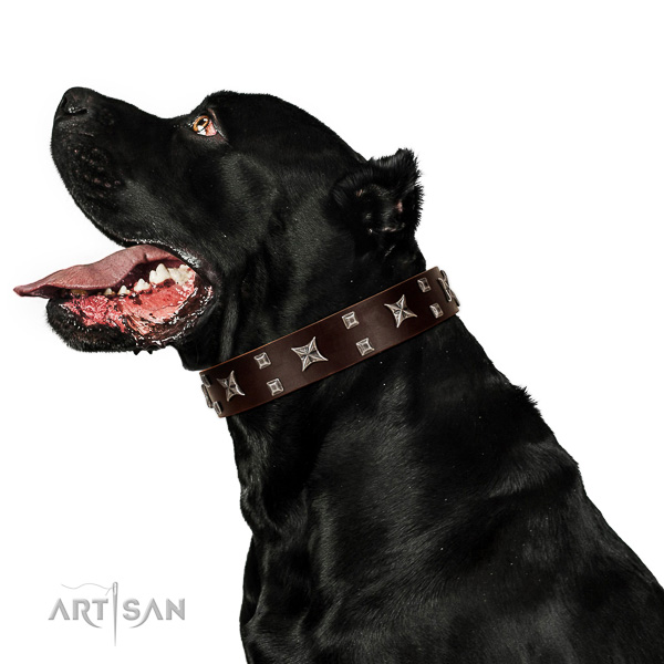 Rust resistant decorations on reliable full grain leather dog collar