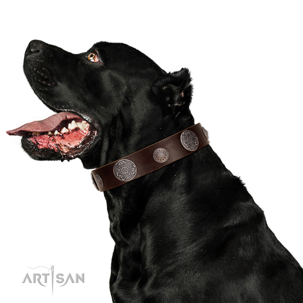 Leather dog collar with non-corrosive details for safe pet handling