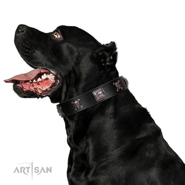 Handmade full grain leather dog collar with strong fittings
