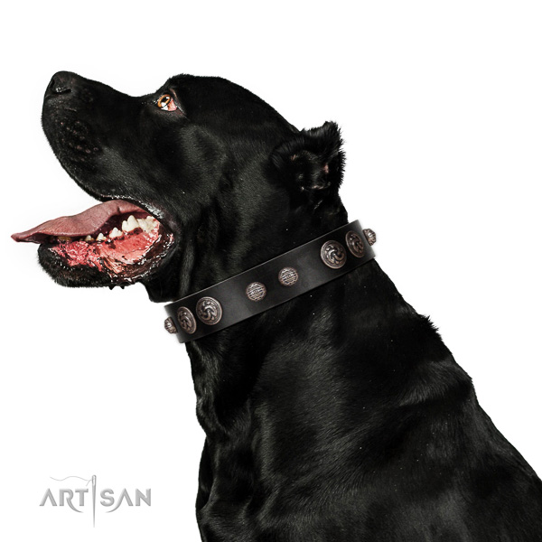 Comfy wearing top rate full grain genuine leather dog collar with embellishments