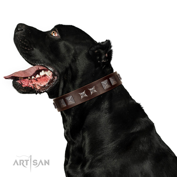 Natural leather dog collar with stunning studs created dog