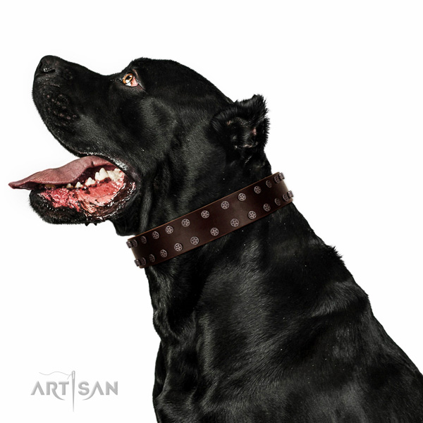 Decorated leather collar for comfortable wearing your four-legged friend